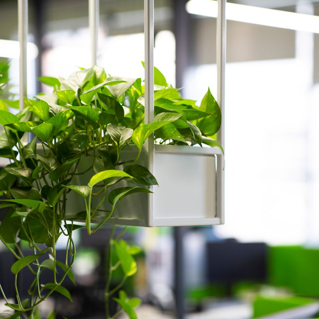 Zoom sur une plante dans un bureau