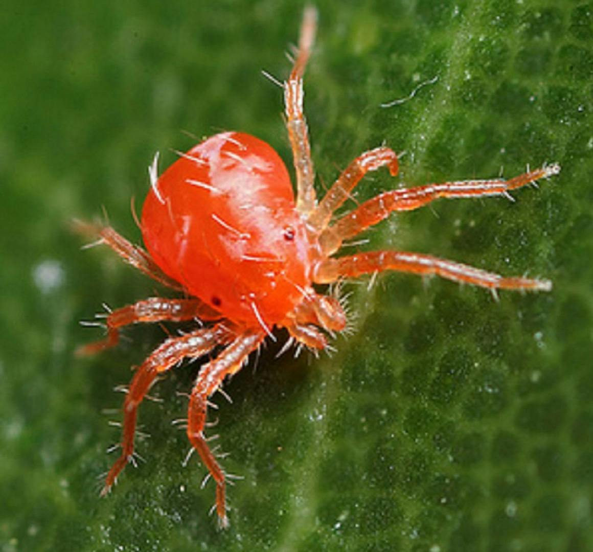 Spider Mite