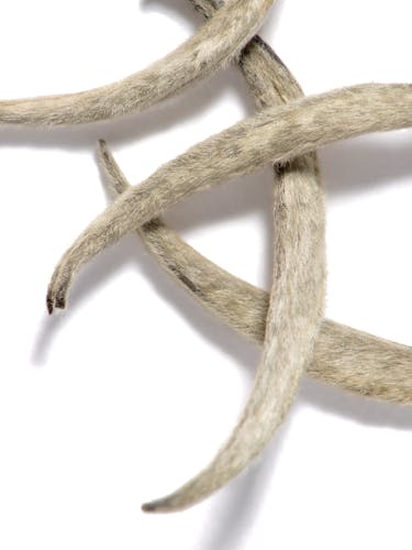 Brotes de té blanco a granel.
