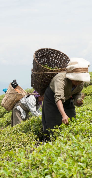 Pluckers in a Darjeeling tea plantation.