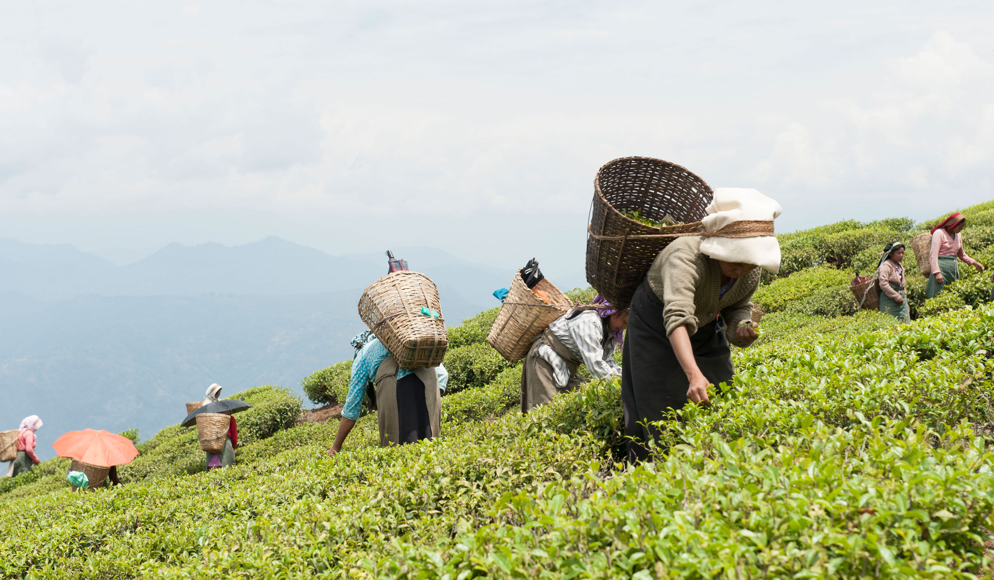 Darjeeling teas