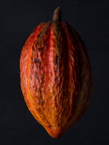 Cocoa pod, the fruit containing the cocoa beans.