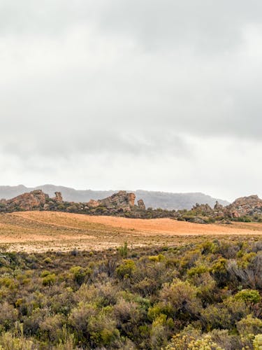 Rooibos plantation.