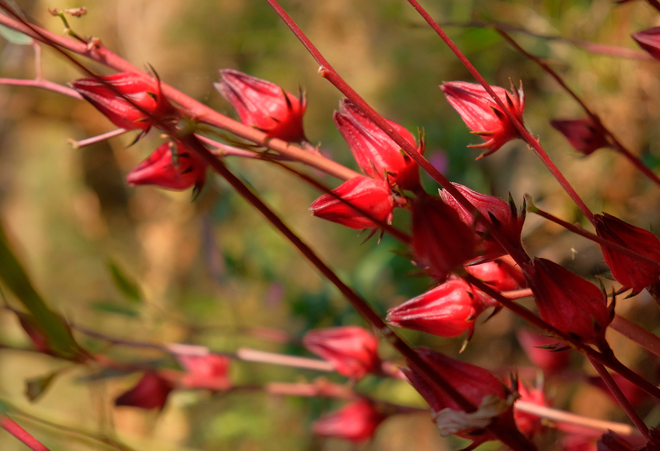 Arbuste d'hibiscus en fleur.