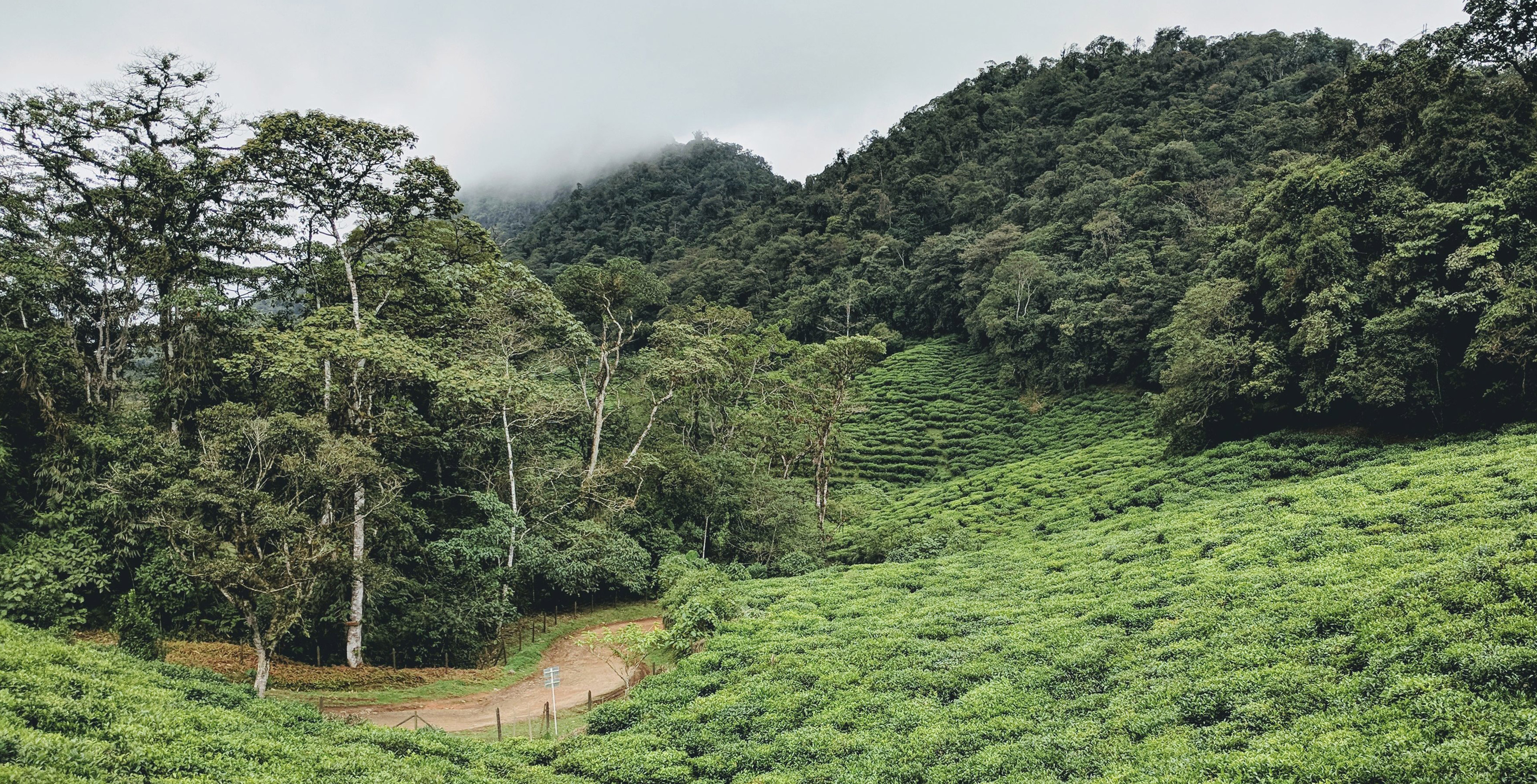 Plantation de thé en Colombie