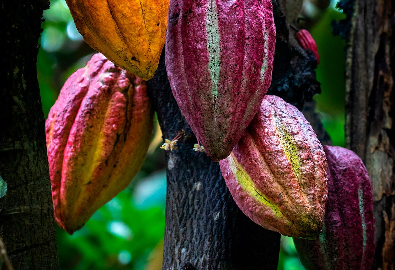 Cocoa tree also called cacao tree.