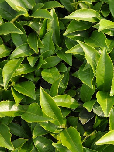Feuilles de théier fraîches.