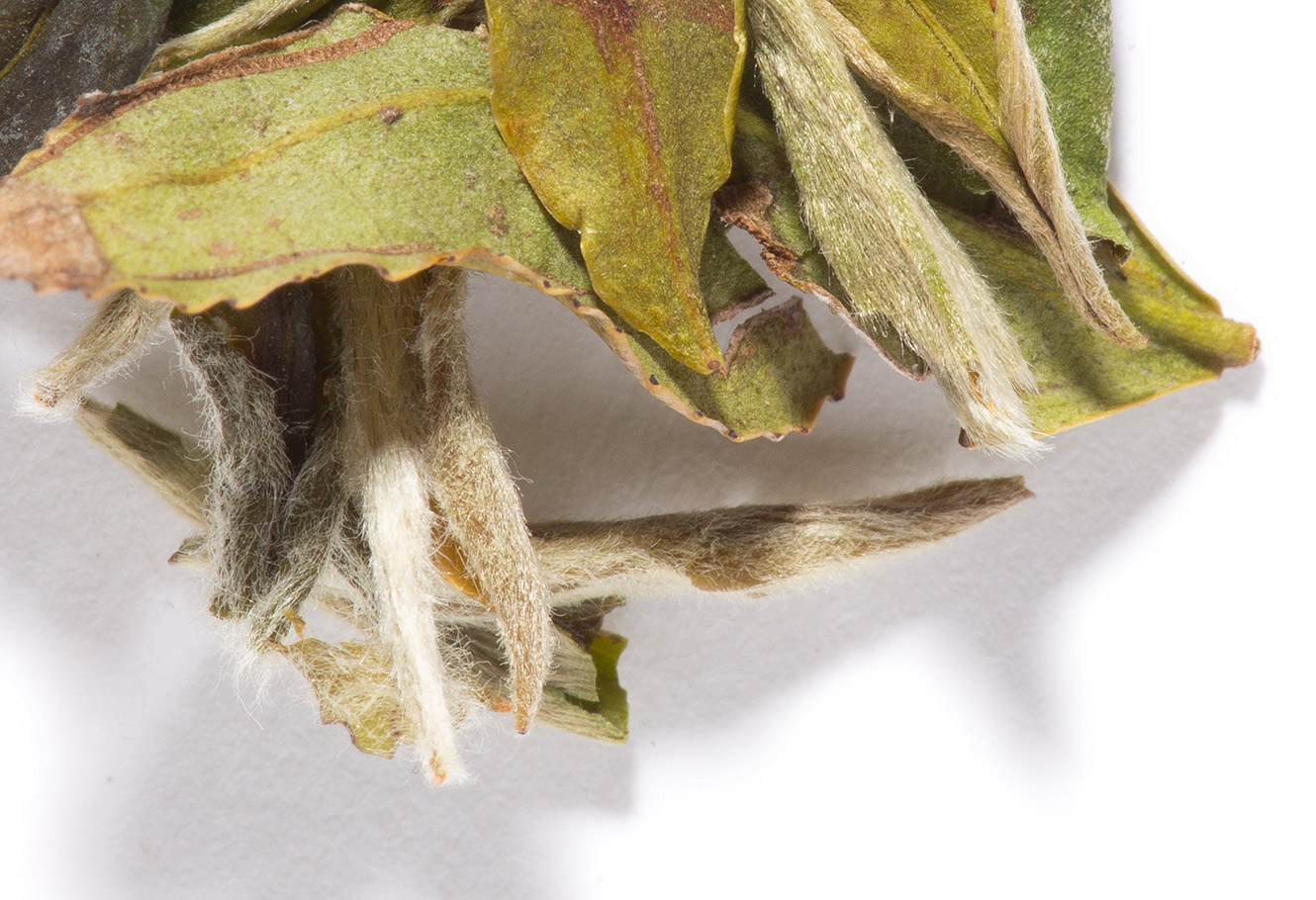 White tea leaves in bulk.