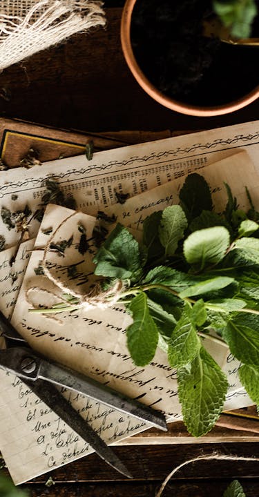 Tea and herbs for infusing on a table.