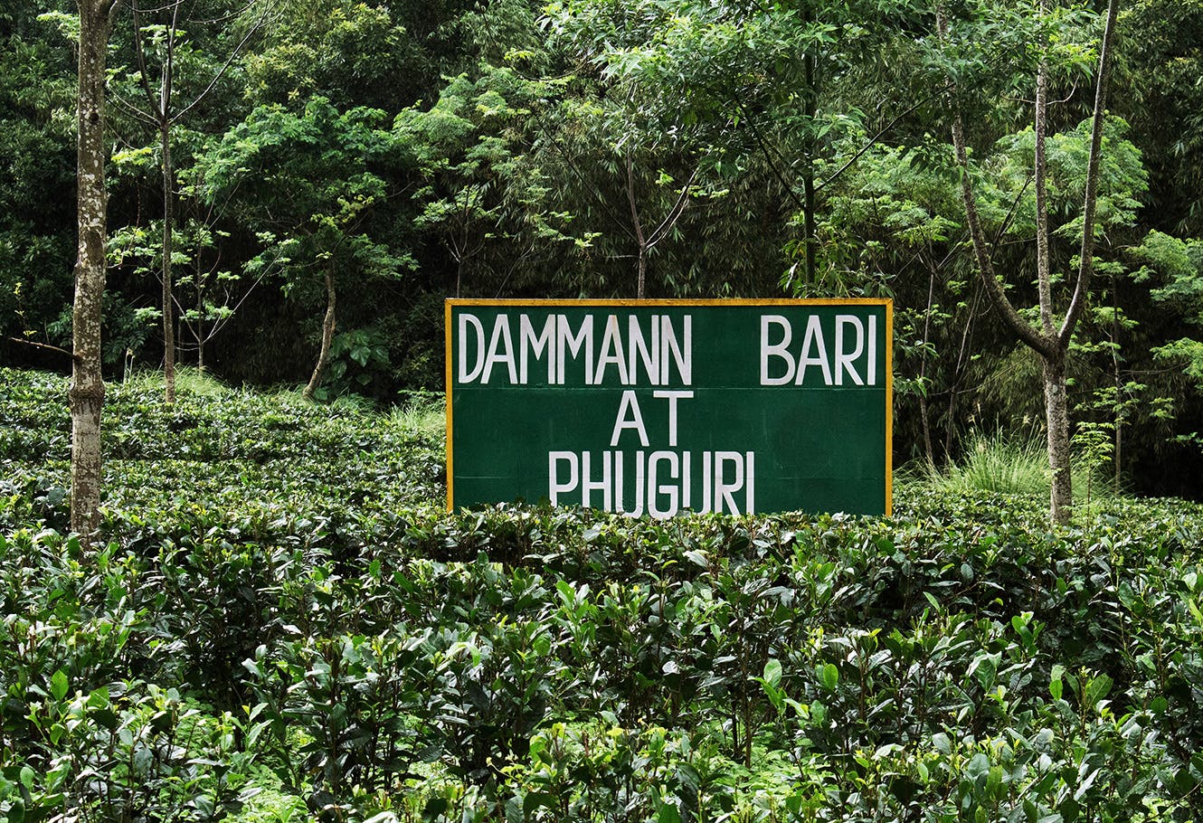 Exclusive DAMMANN plot in the Phuguri garden "Darjeeling DAMMANN Phuguri N°612.