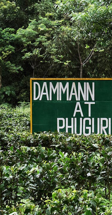 DAMMANN Phuguri tea plot.