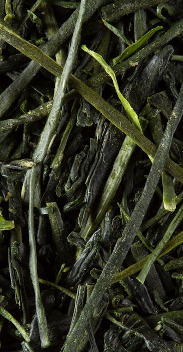 Japanese green tea leaves in bulk.