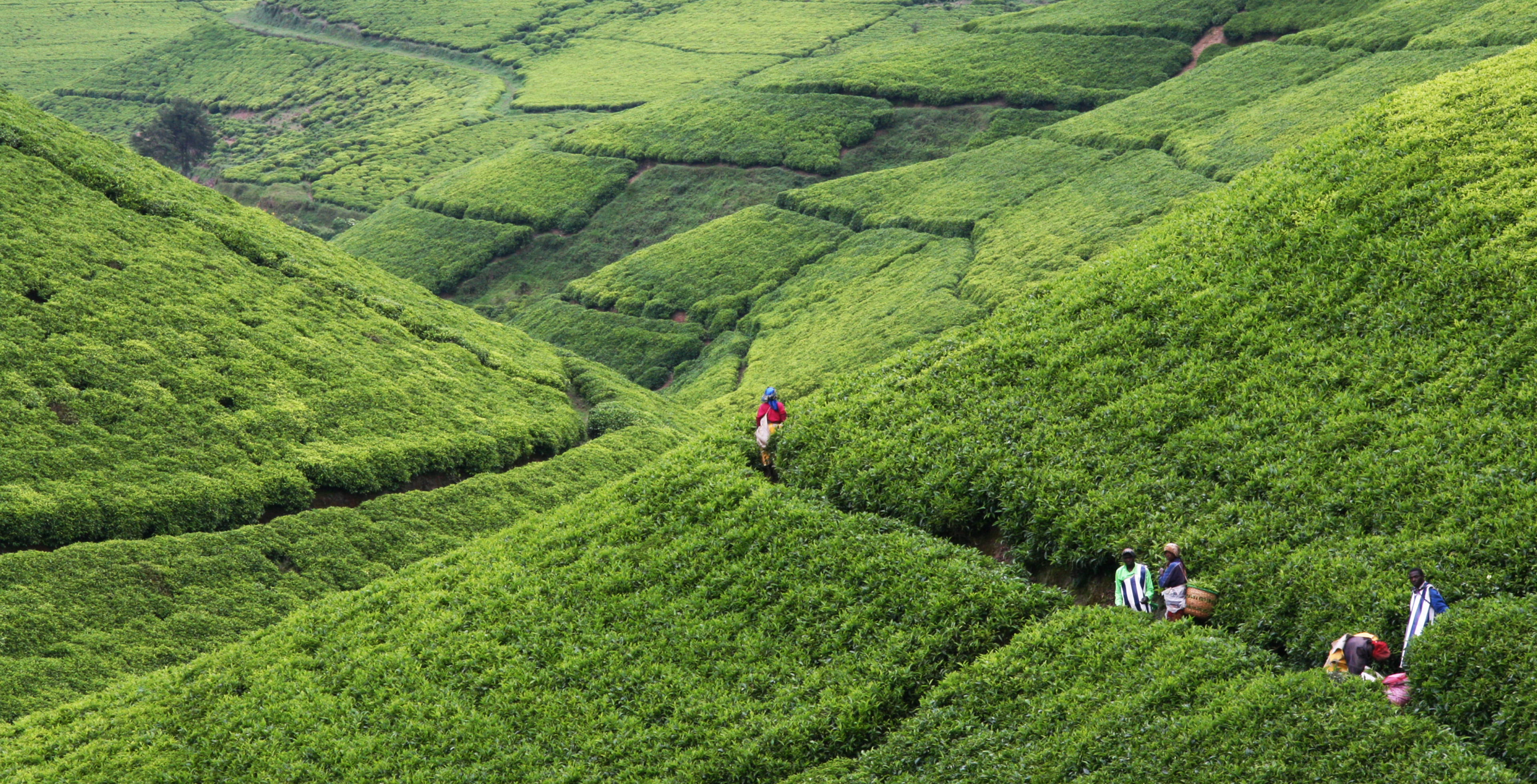 Teeplantage in Afrika