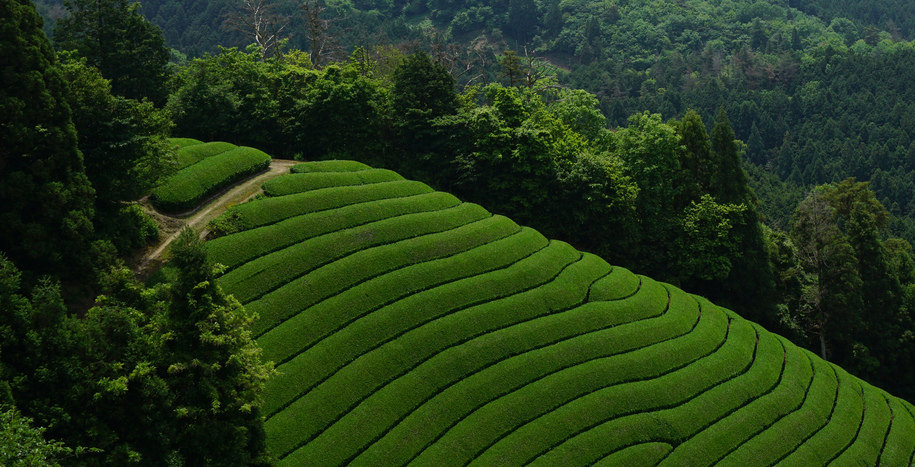 Tea plantation in Japan