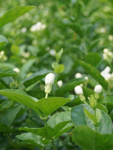 Jasmine flowers in a field.