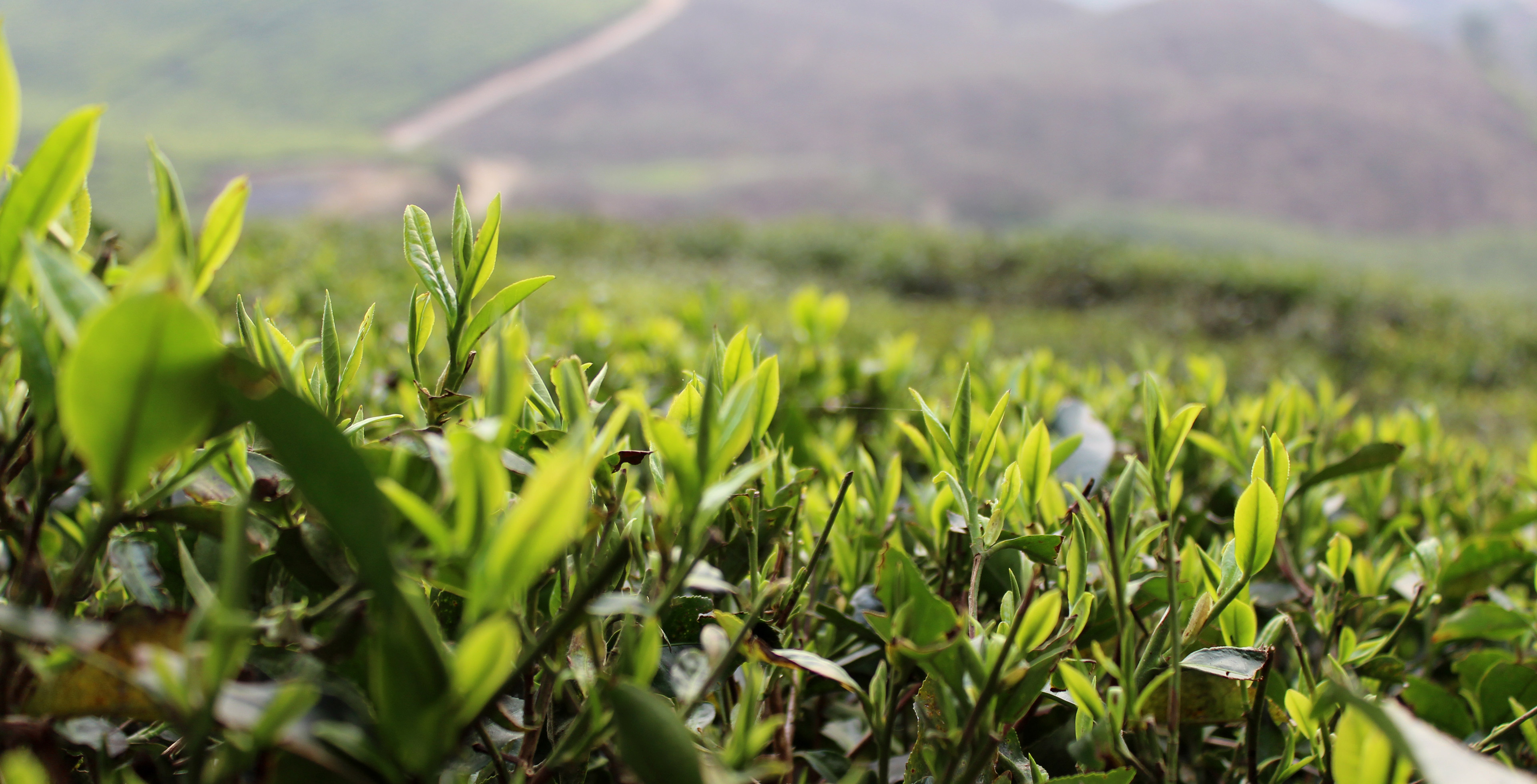 Plantation de thé au Népal