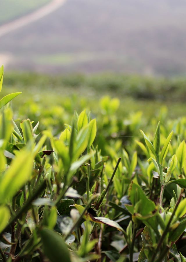 Plantation de thé au Népal