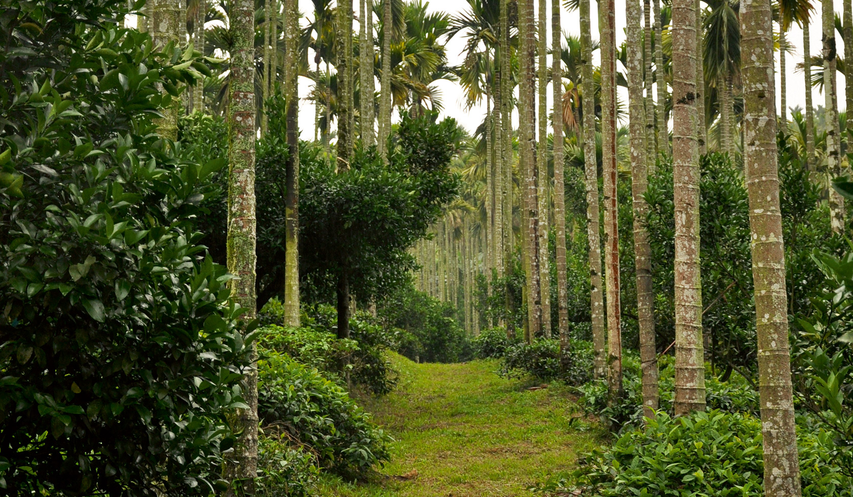 Plantación de té en Taiwán