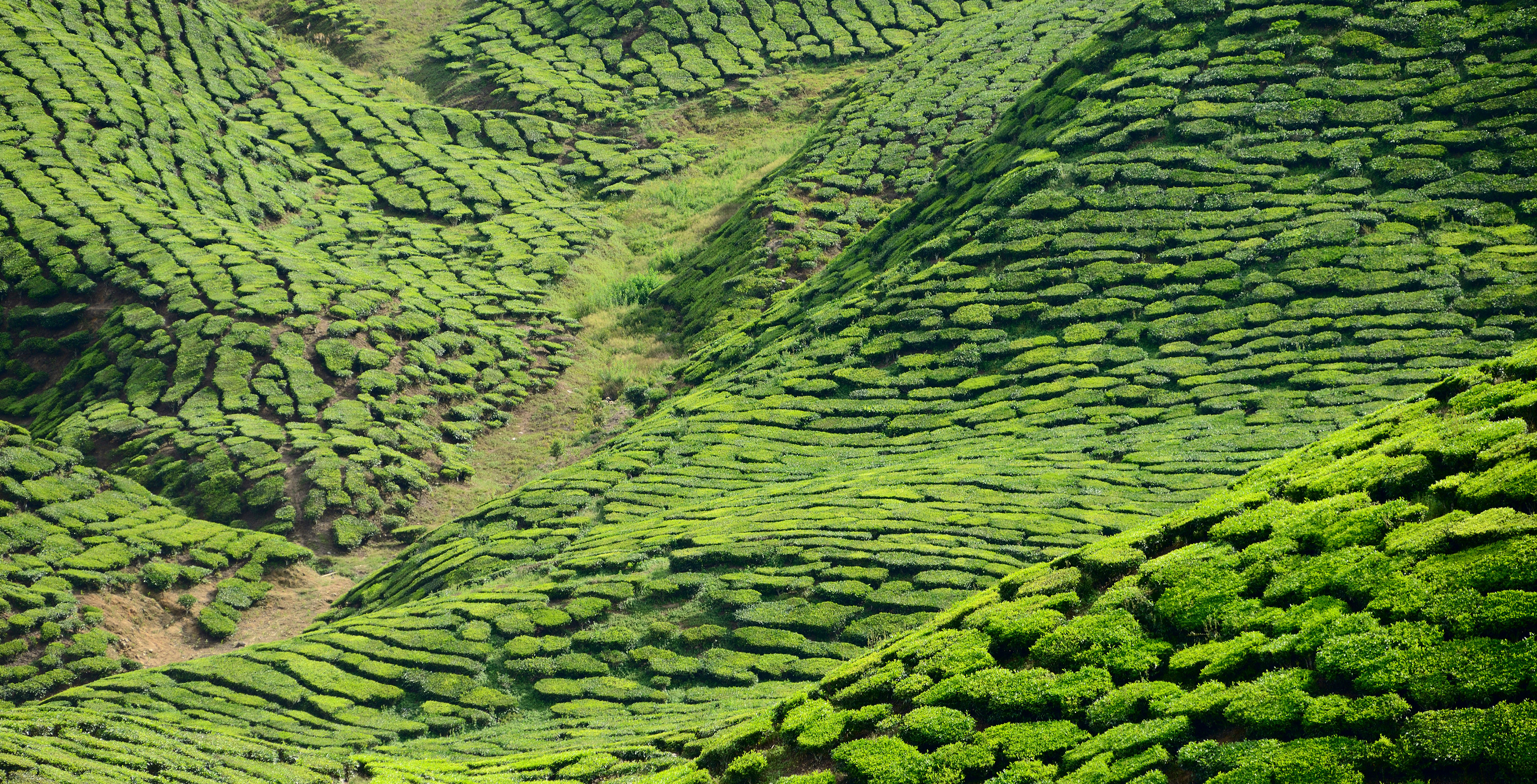 Plantation de thé au Sri Lanka