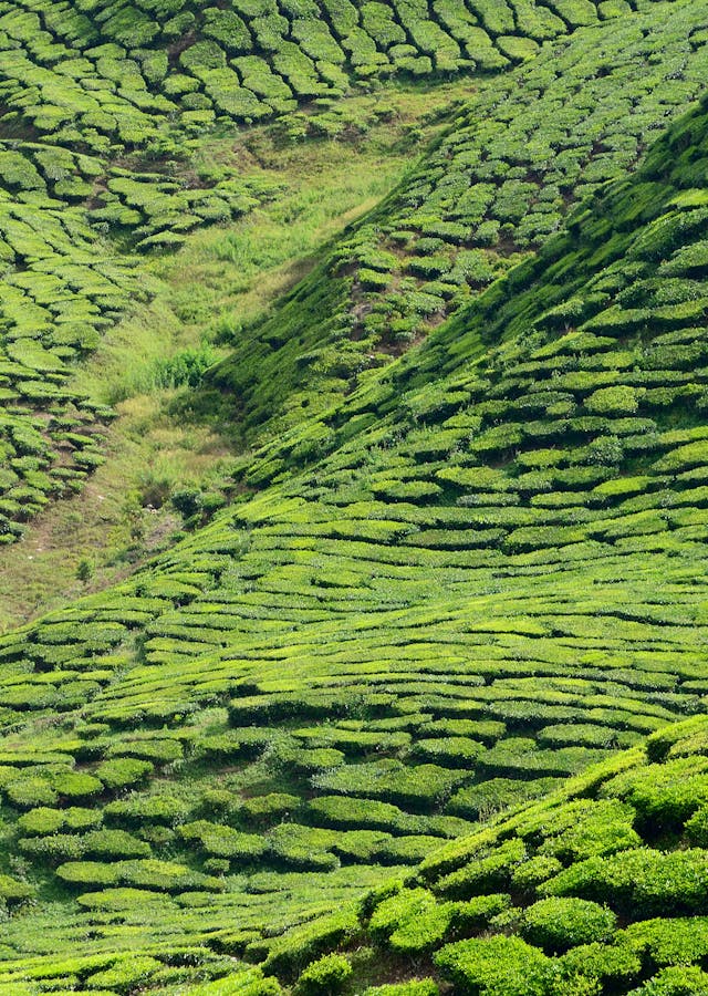 Plantation de thé au Sri Lanka