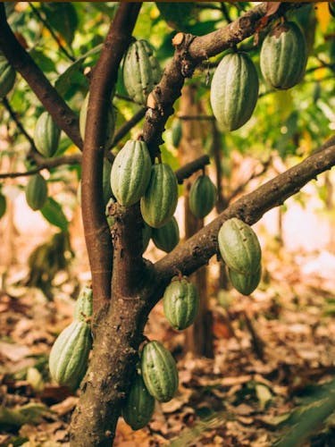 Cacao