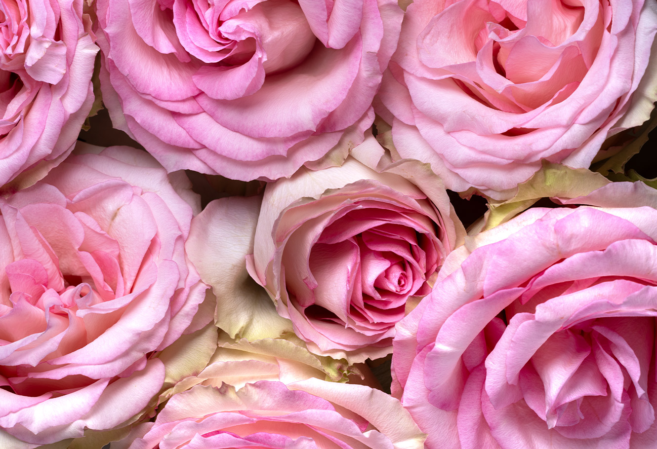 Roses