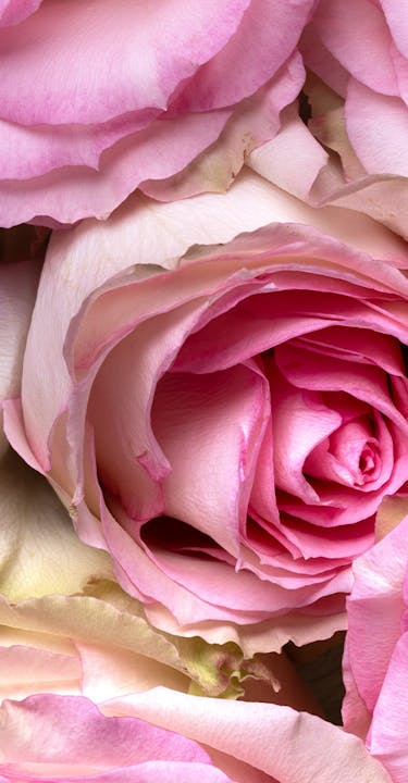 Roses
