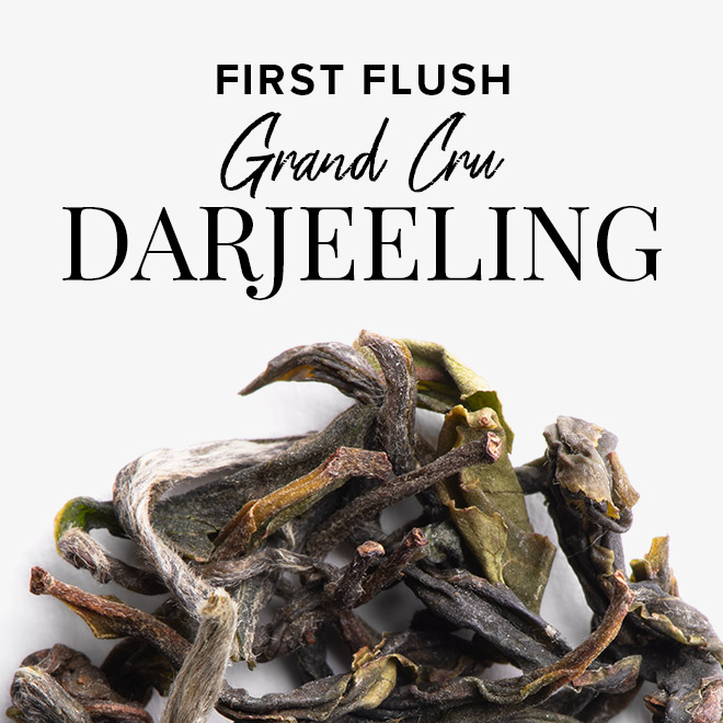 First Flush Grand Cru Darjeeling