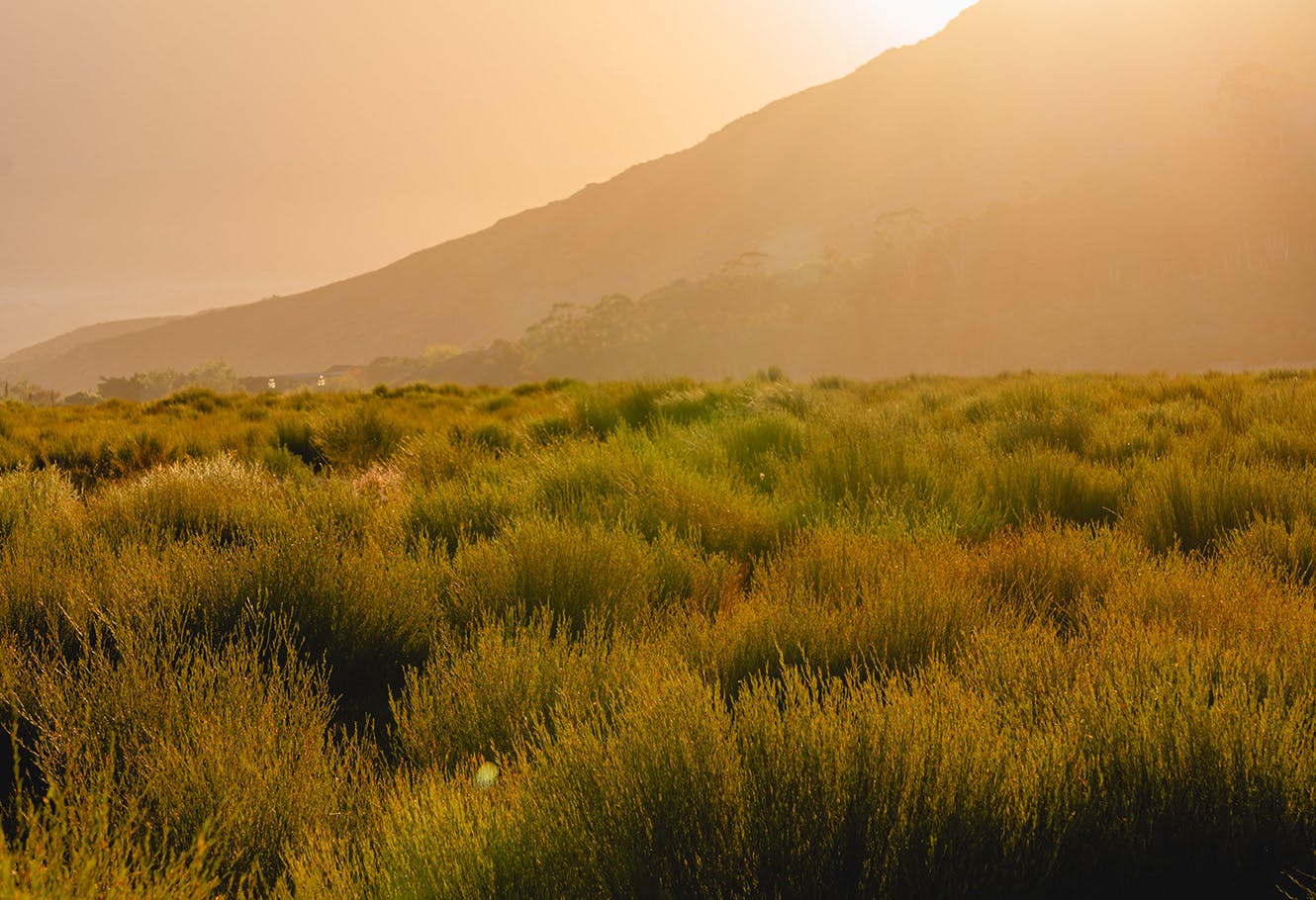 rooibos plantation