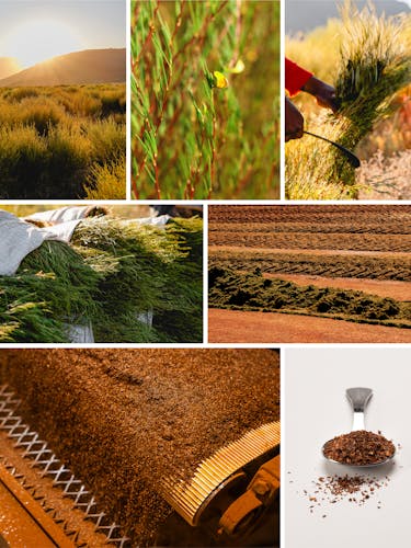 Plantación de rooibos.