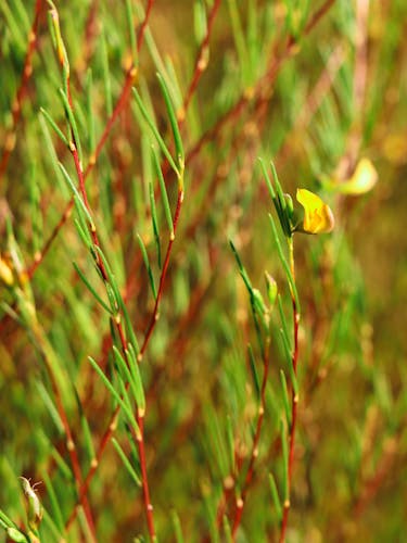 Rooibos