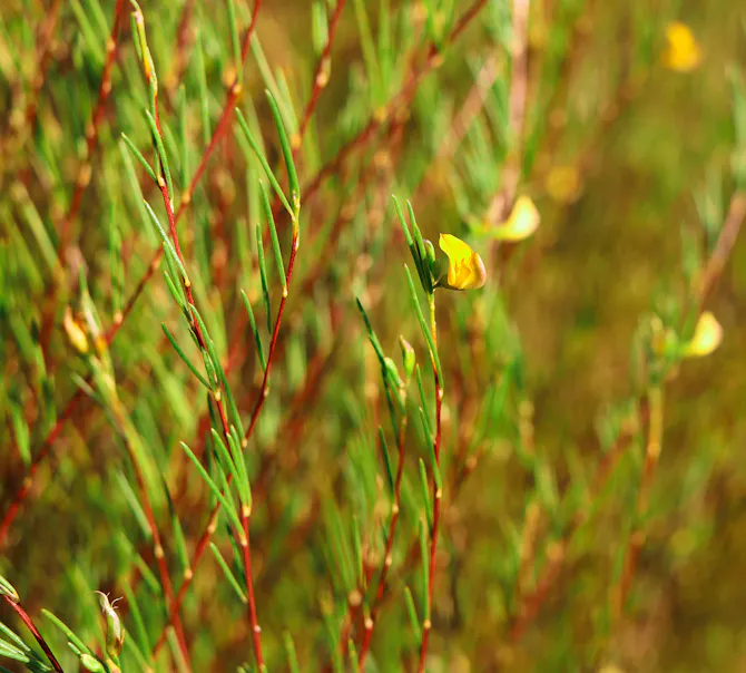 Perth Rooibos Collection Rooibos