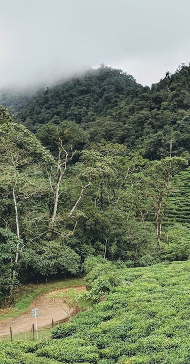 Tea plantation in Colombia.