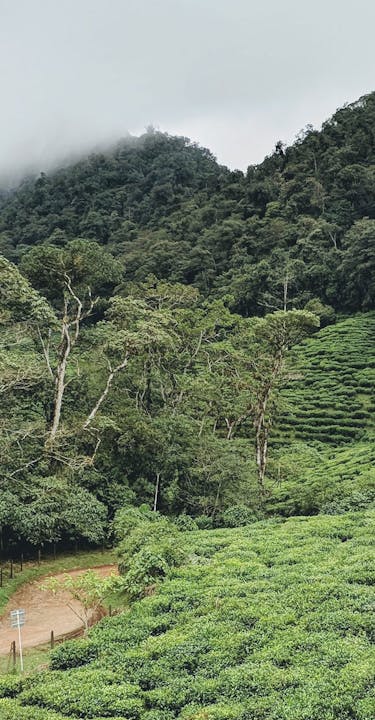 Plantation de thé de Colombie.