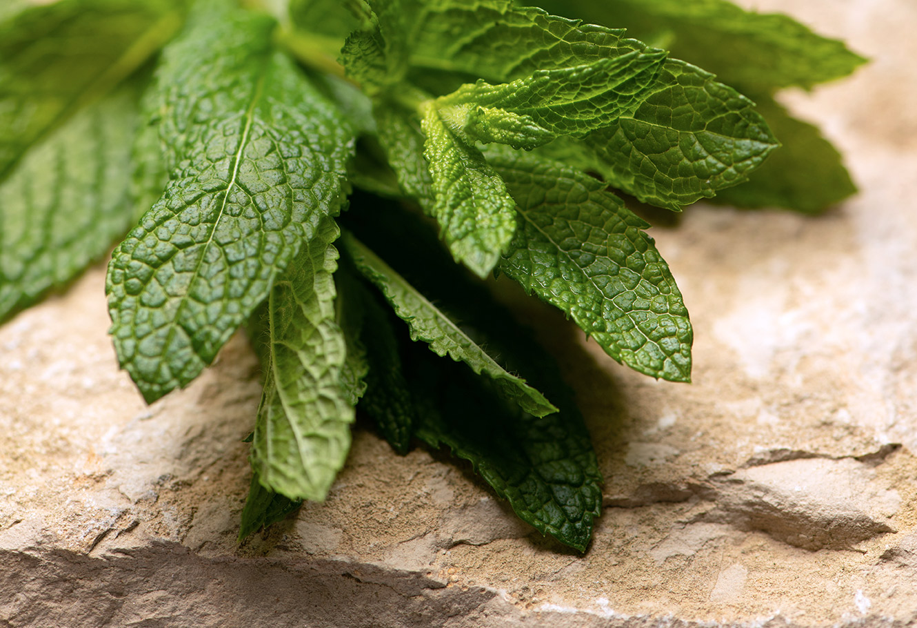 Feuilles de menthe