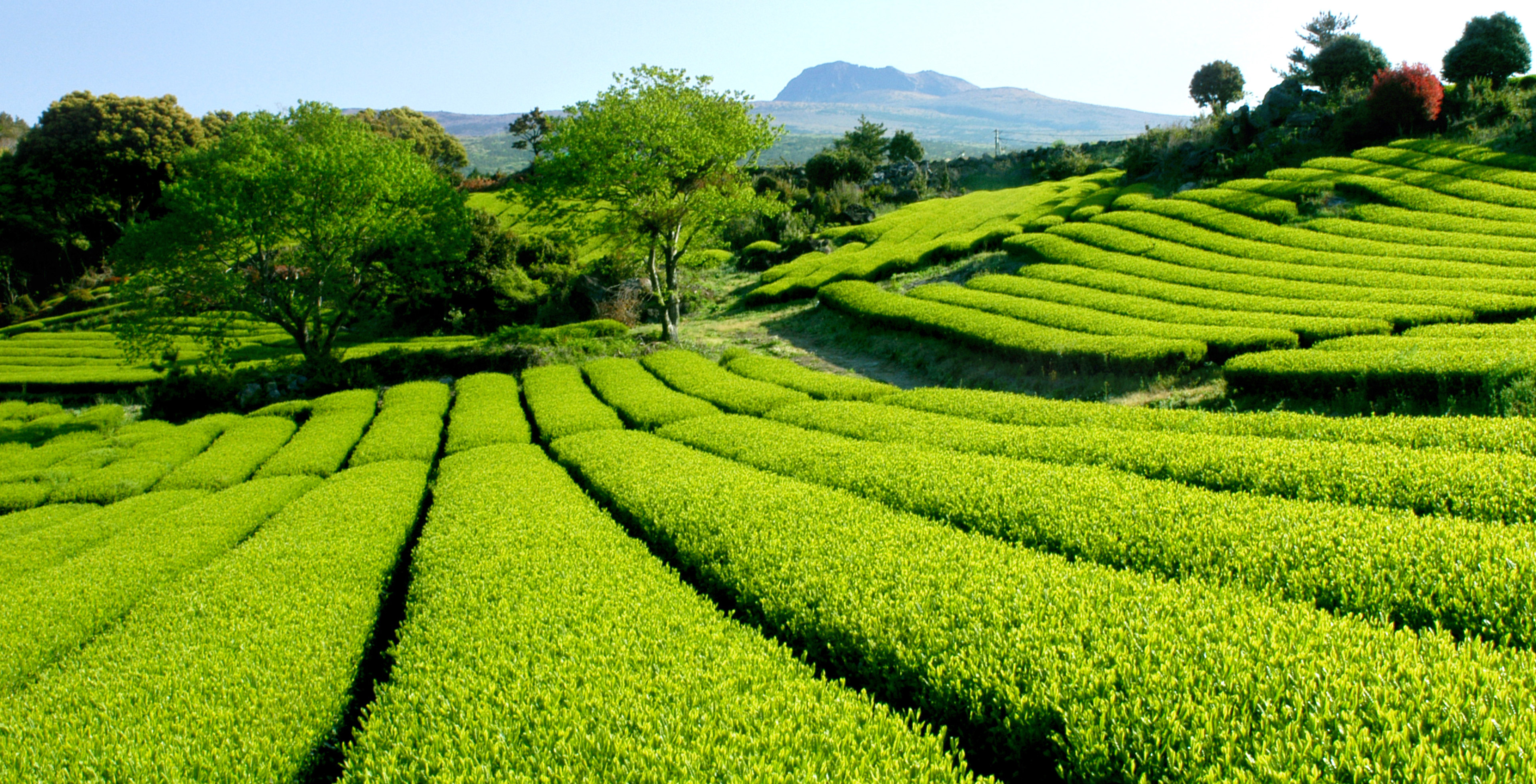 Plantación de té en Corea