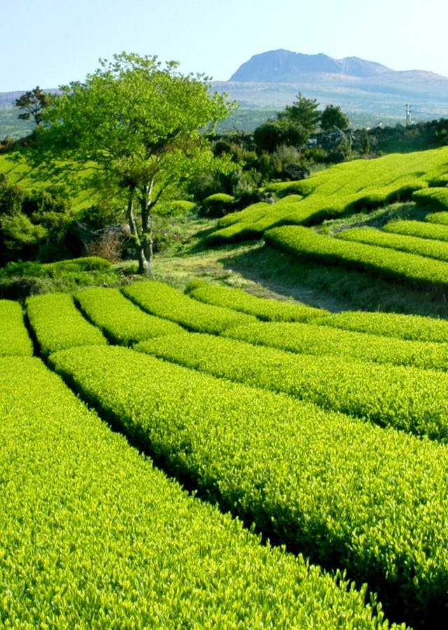 Plantation de thé en Corée