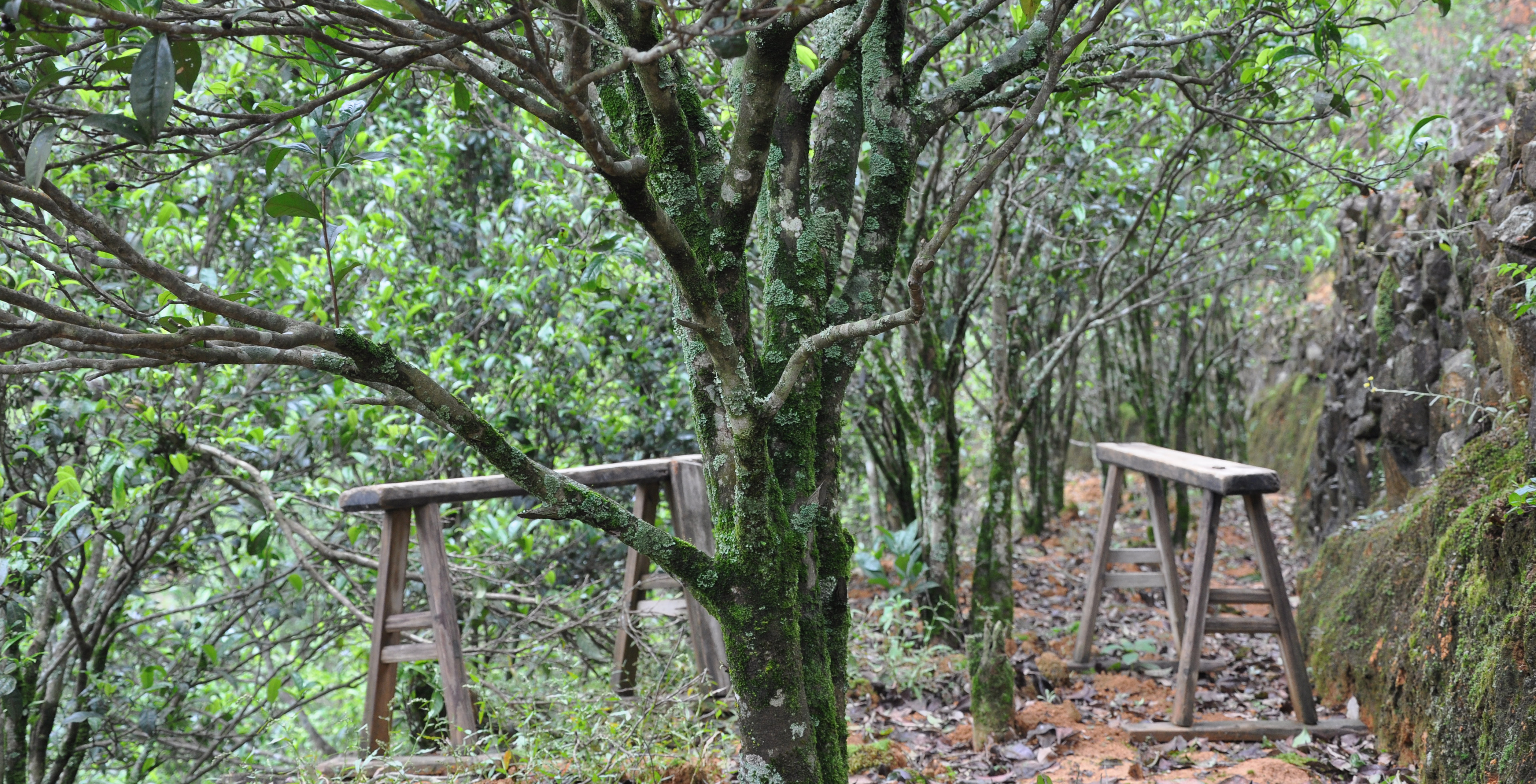 Plantation de thé en Chine