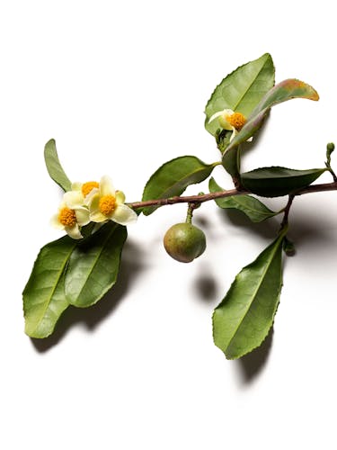 Branche de théier en fleur.