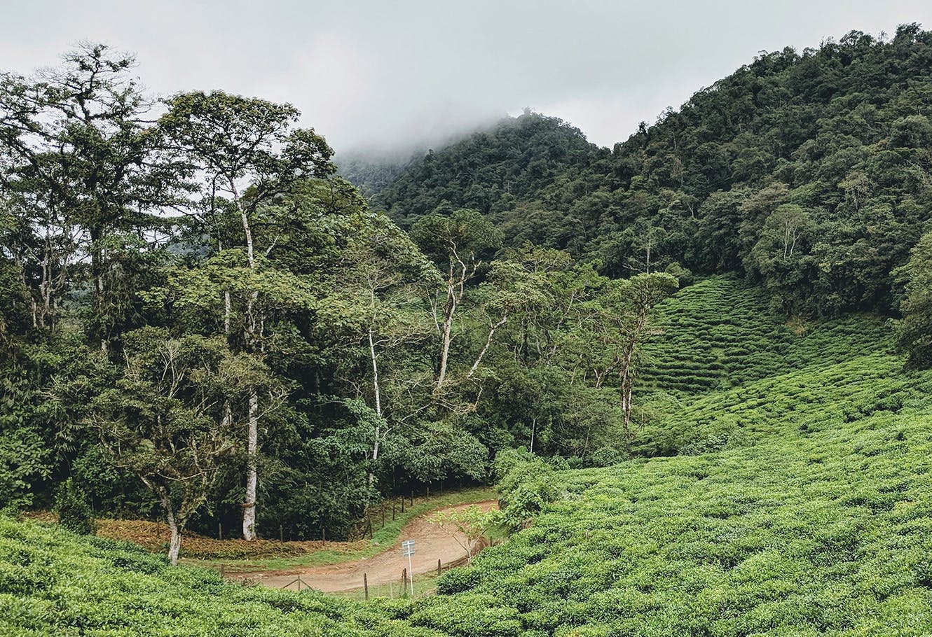 Plantation de thé de Colombie.