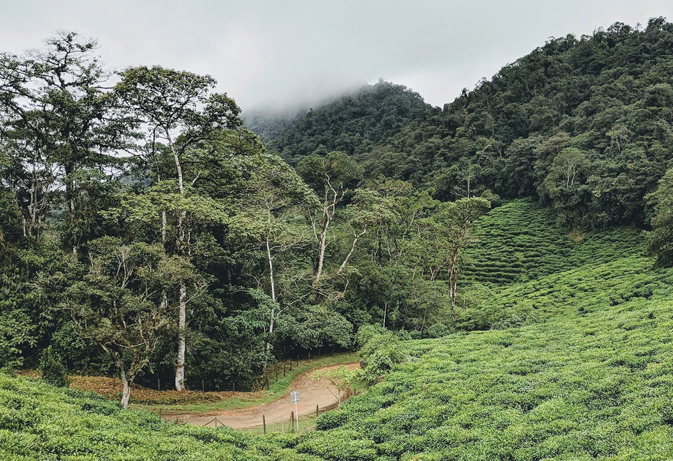 Plantation de thé de Colombie.