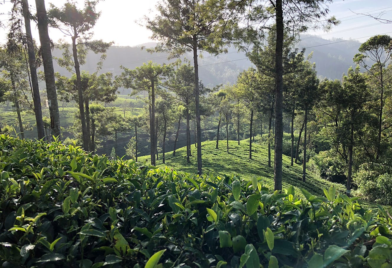 Plantation de thé du Ceylan.
