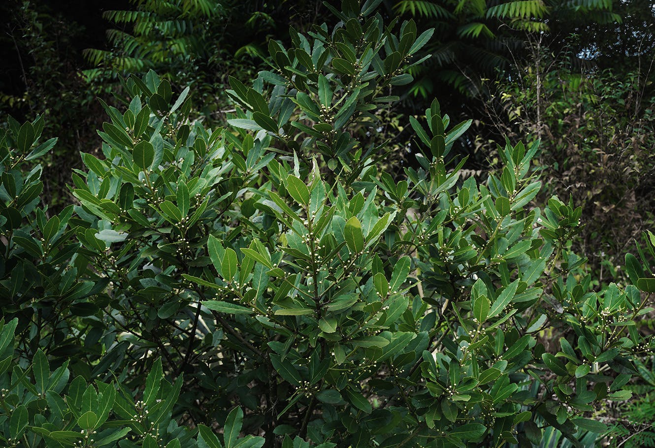 Yeba Mate, a shrub with dark green leaves.