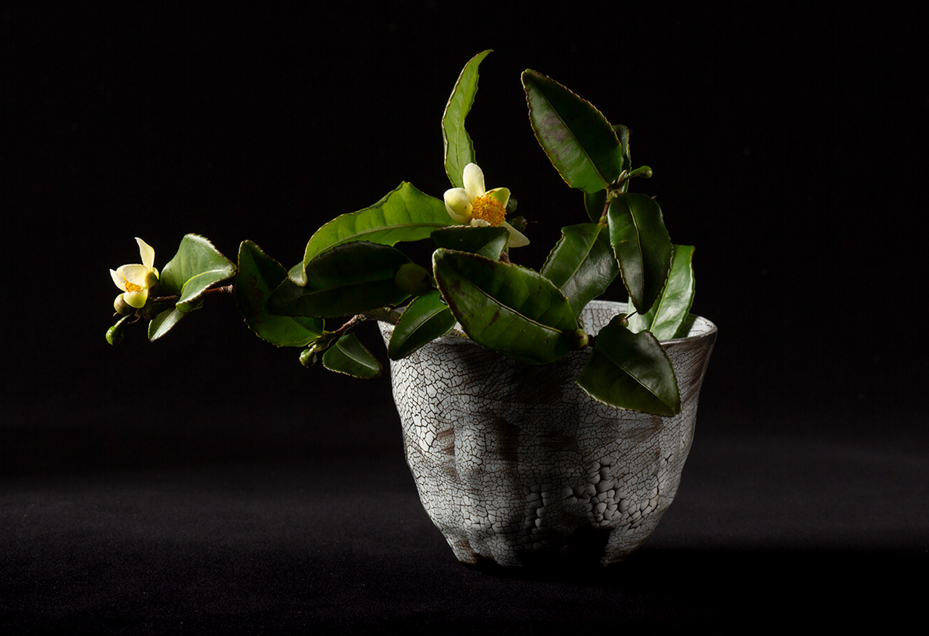 Branches de théier en fleur dans une tasse de thé.