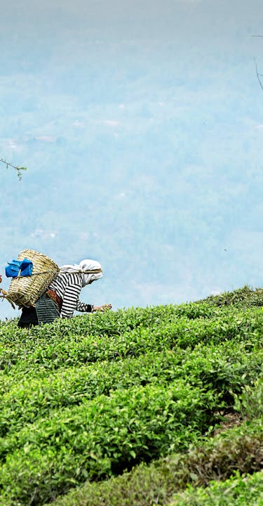 Tea crop