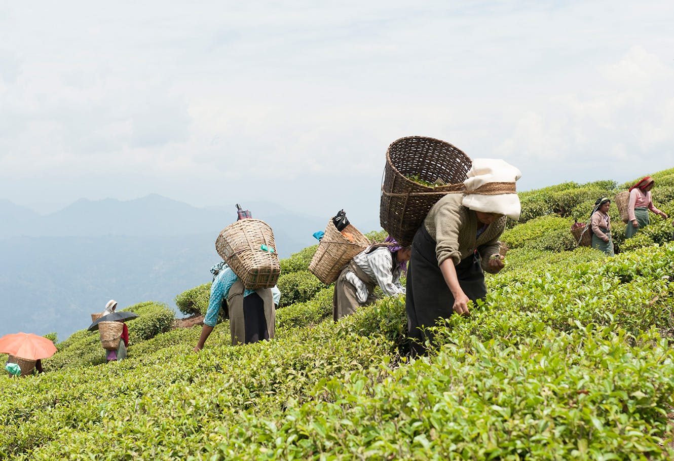 Pluckers in a Darjeeling tea plantation.