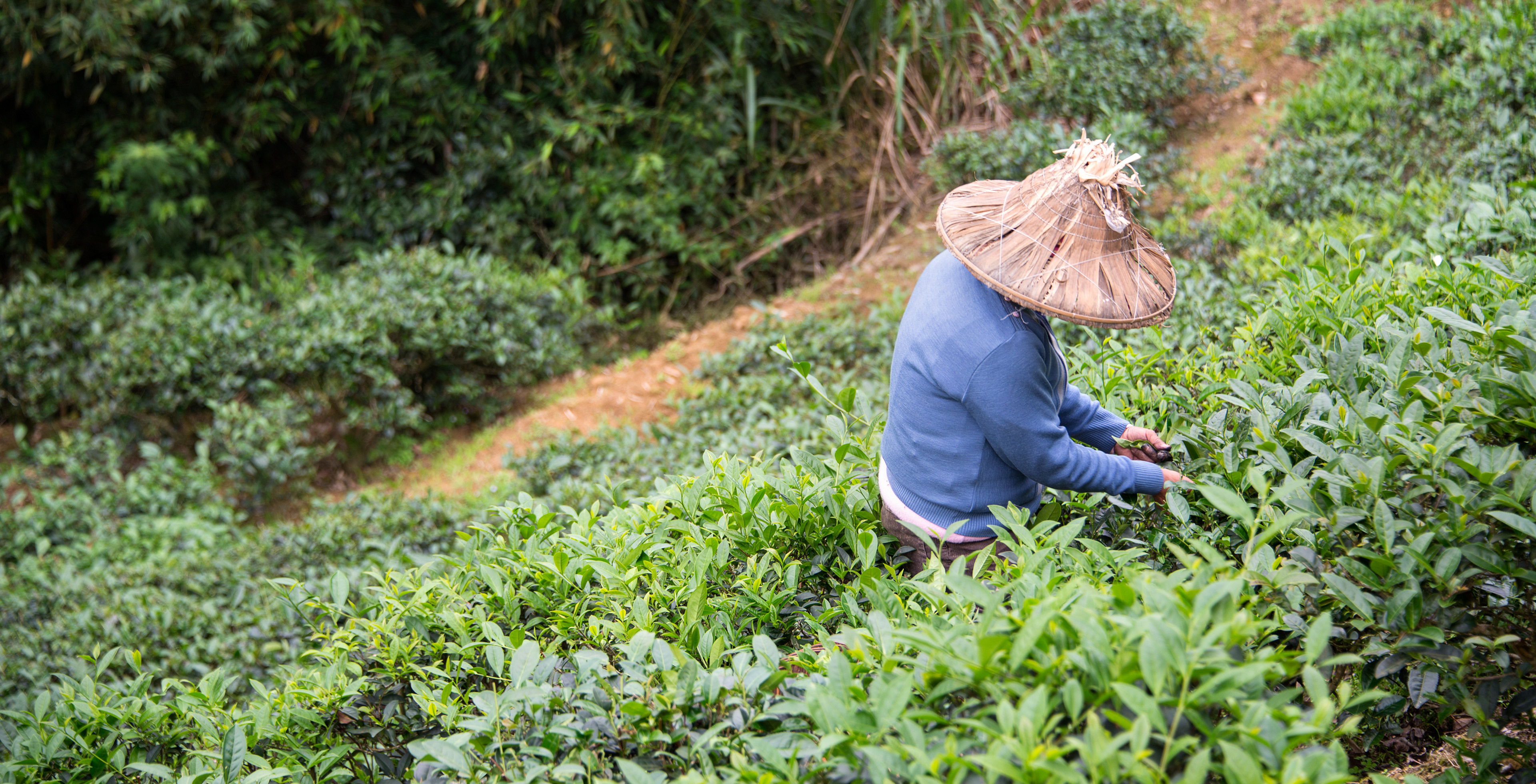 Tea plantation in Taiwan