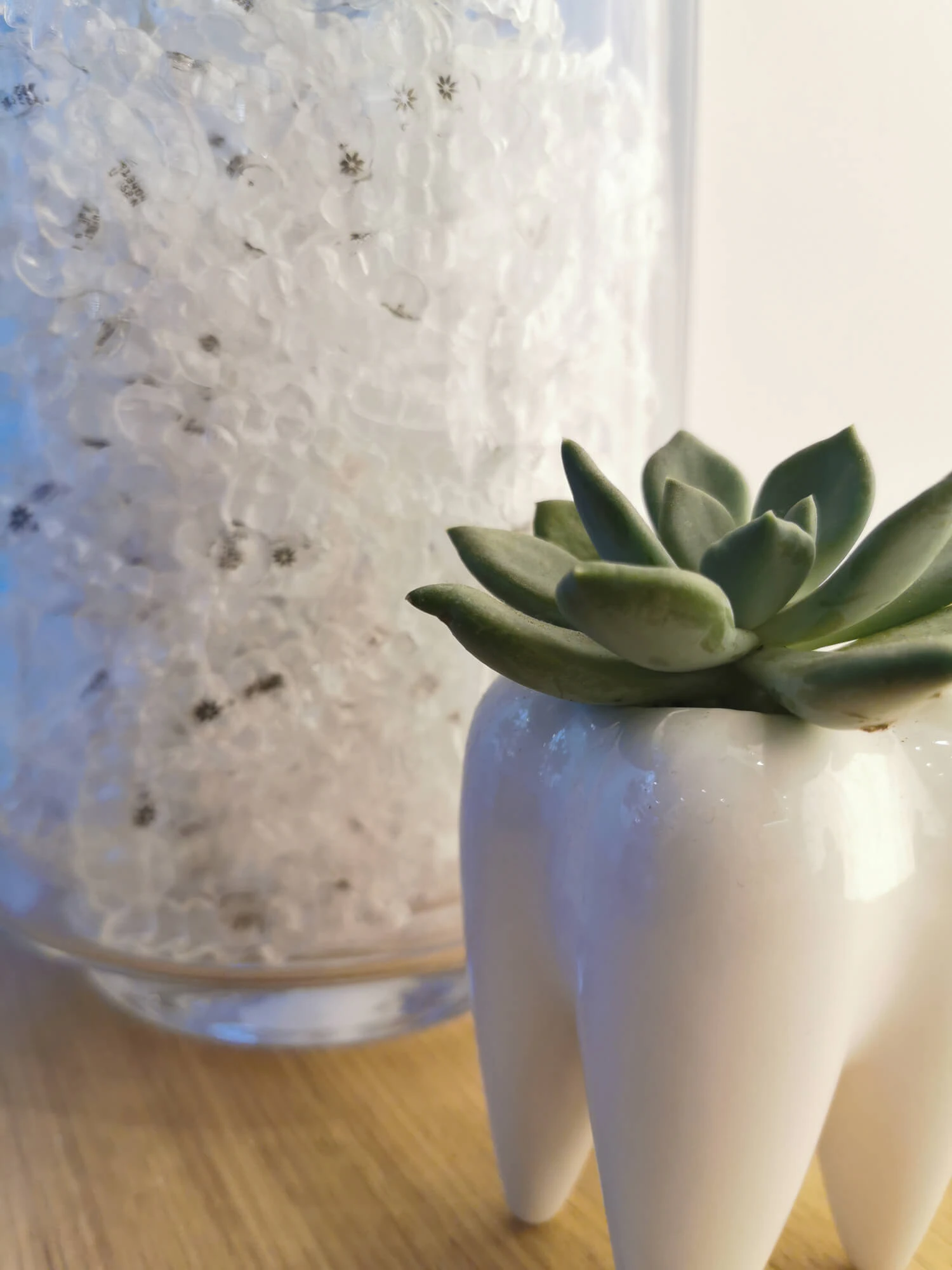 Succulent for dental office
