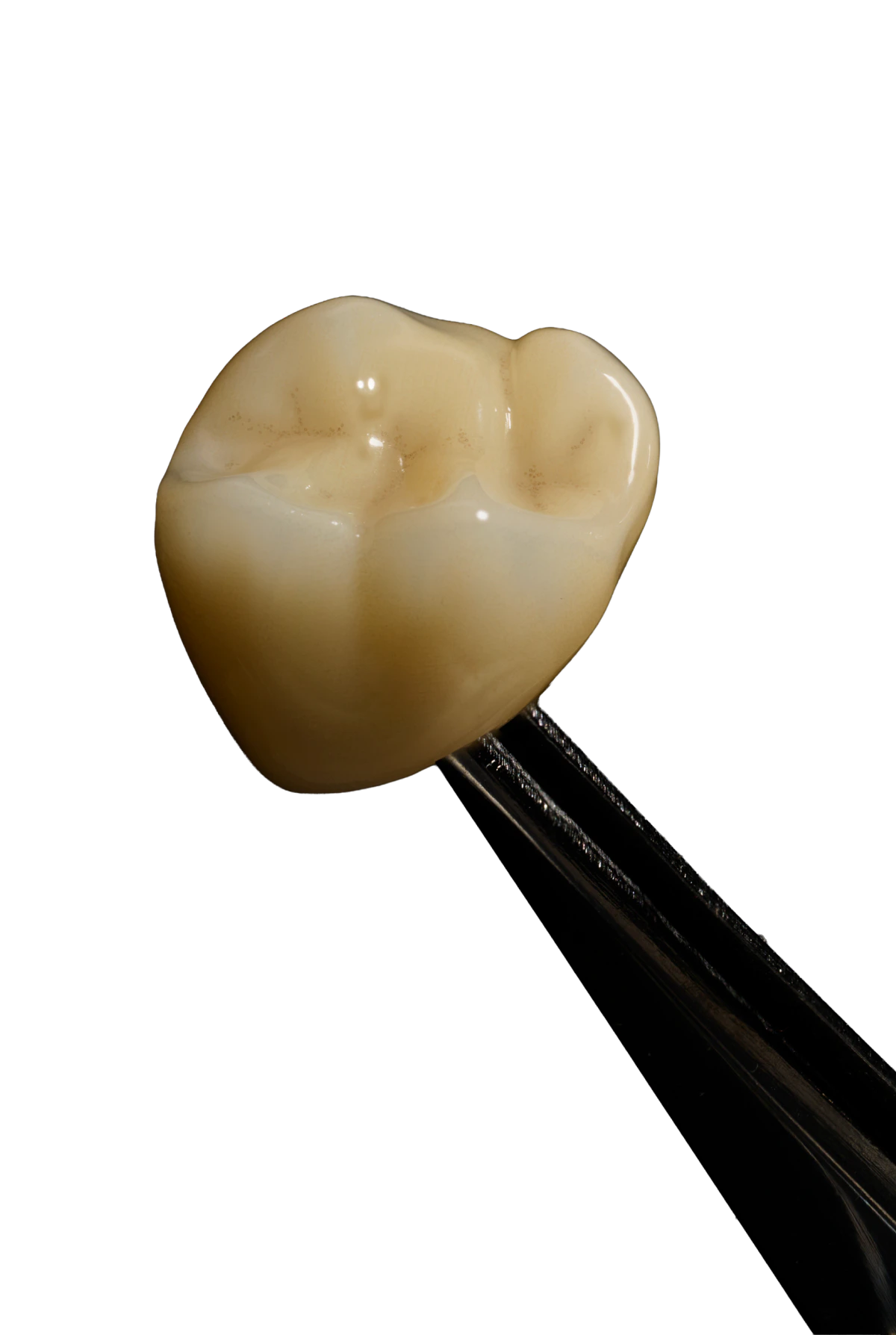 dandy_lab_polychromatic_crown_500x596-image-1