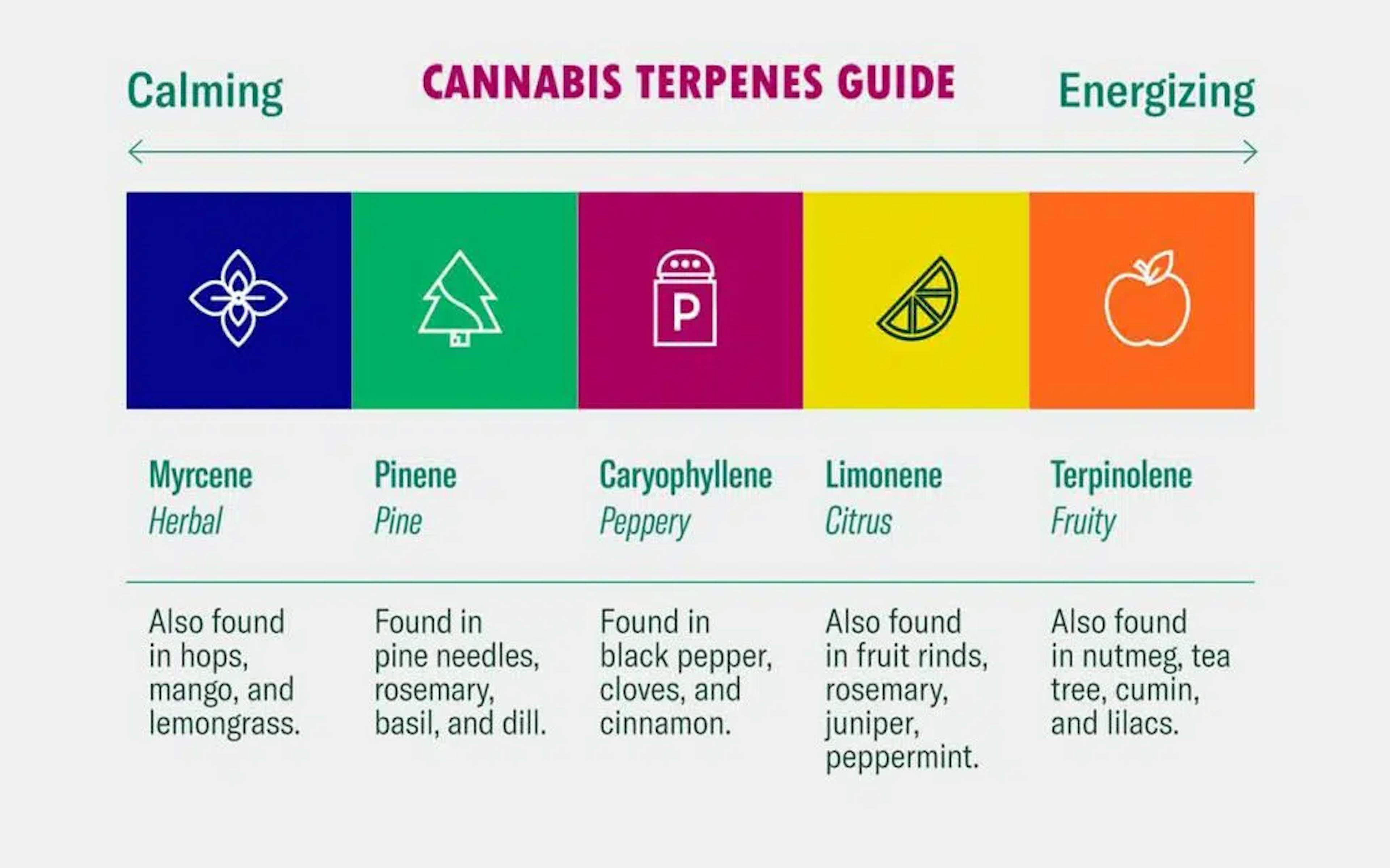 Cannabis Terpenes Guide